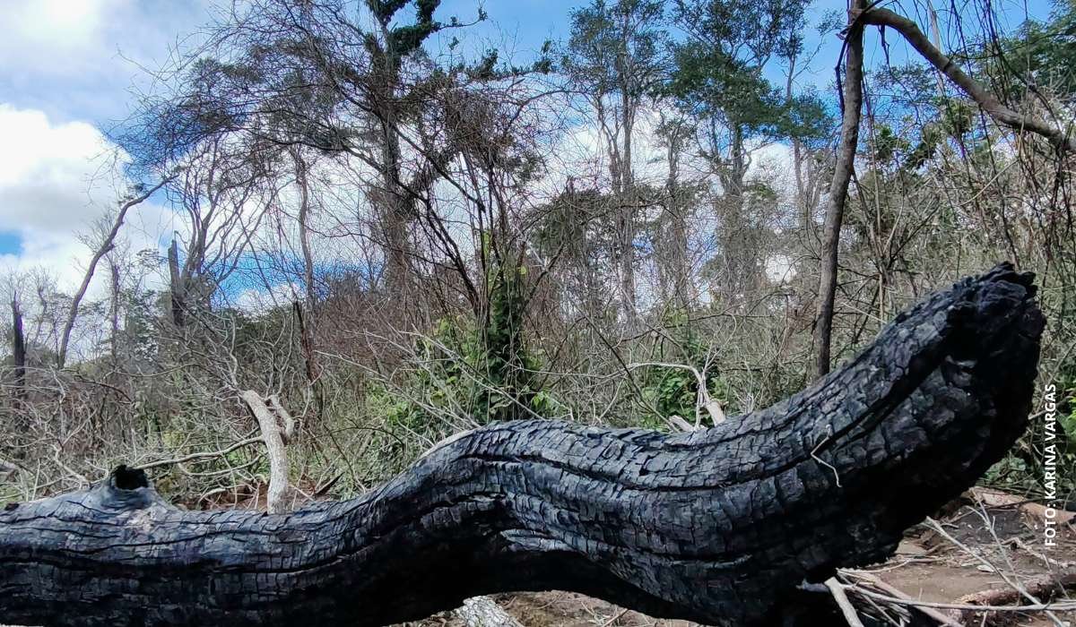 Ingenieros forestales advierten que nuevo decreto viabiliza desmontes y el avasallamiento de tierras