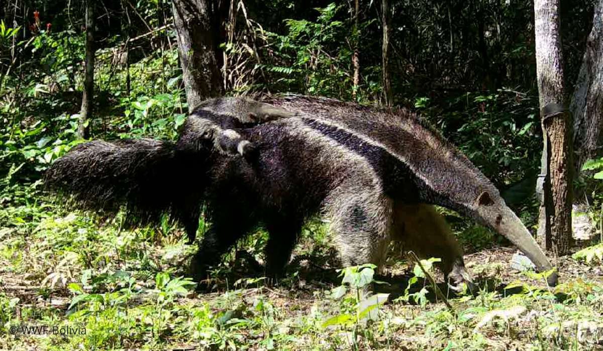 El amor de mamá en la naturaleza