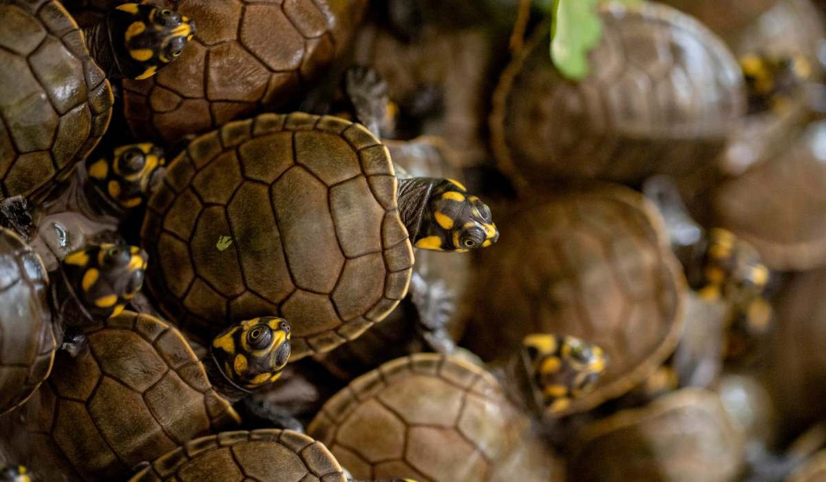 El esfuerzo constante por la conservación de la biodiversidad en Bolivia