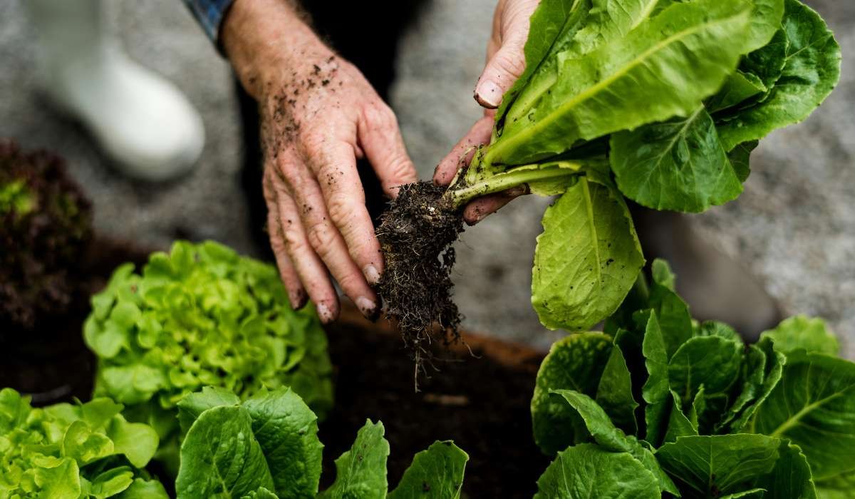 ¿Seguridad Alimentaria?