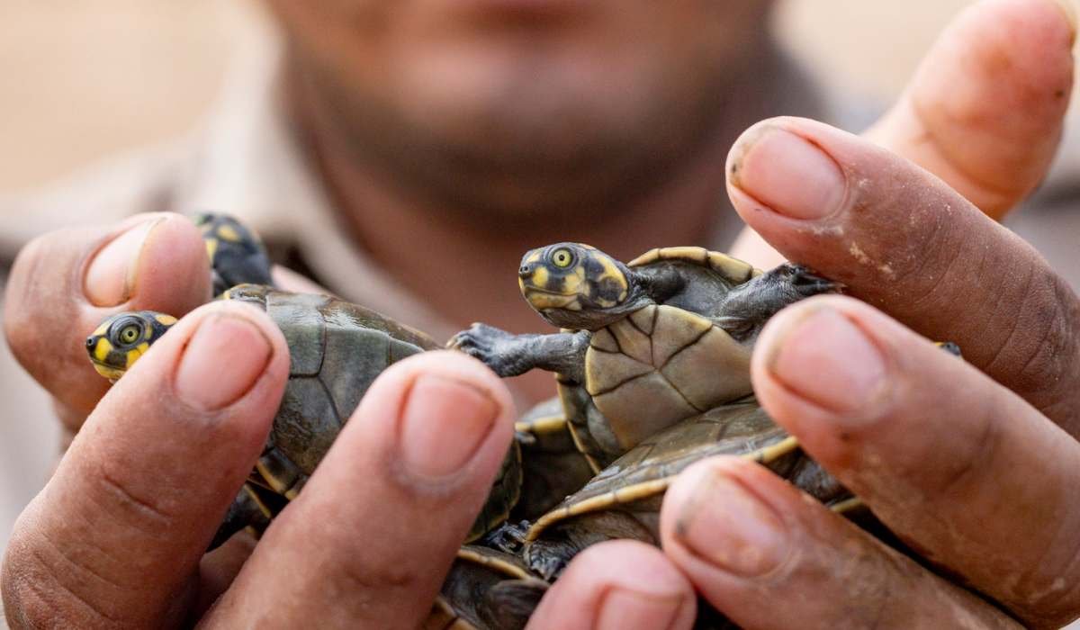 “Unidos por las petitas”, una cruzada para salvar a una especie clave de la Amazonía boliviana