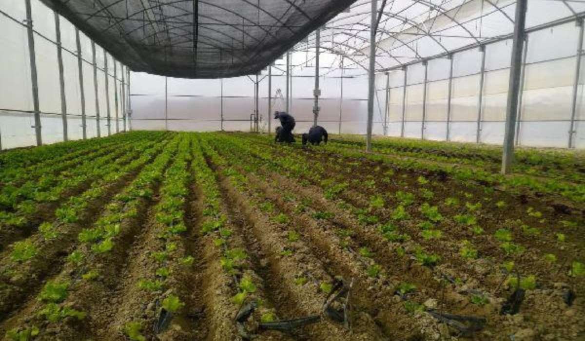 Verduras y hortalizas a 4 mil metros de altura: Sinchi Wayra promueve cultivos sostenibles