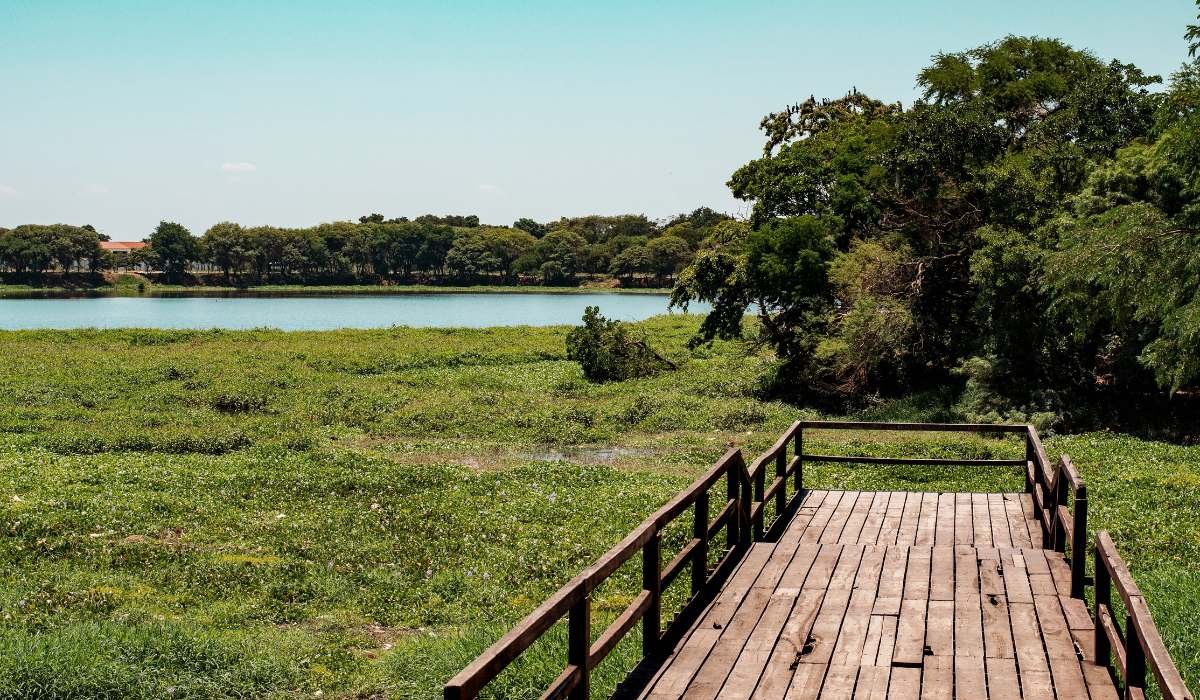 Reforestar para proteger: ampliarán el perímetro arbóreo del Parque Laguna Guapilo