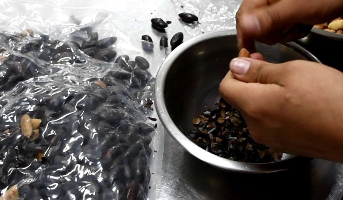 Un encuentro culinario para revalorizar la almendra chiquitana como patrimonio alimentario vivo