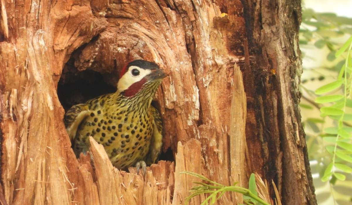 Laguna Guapilo: un oasis de biodiversidad en medio de la ciudad bajo amenaza