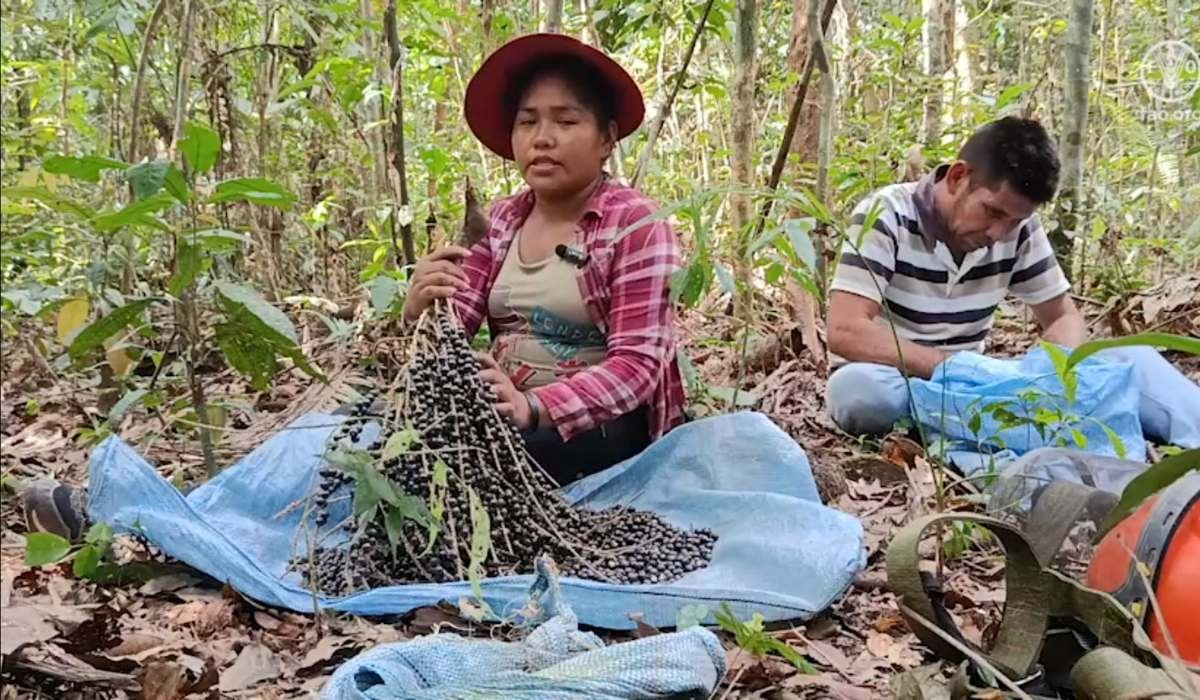 El futuro de la Amazonía es morado y, en Buen Retiro, lo construyen las mujeres del asaí