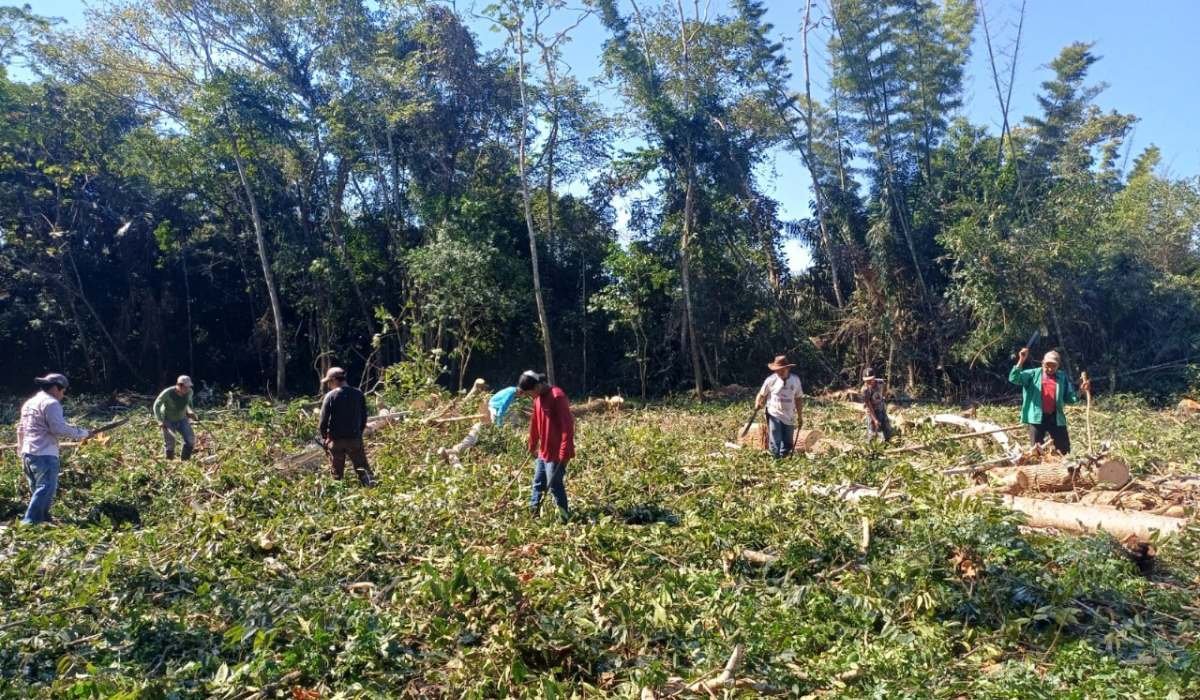 Los «chacos sin quema» avanzan en la Amazonía, con mayor producción y cuidando el medio ambiente