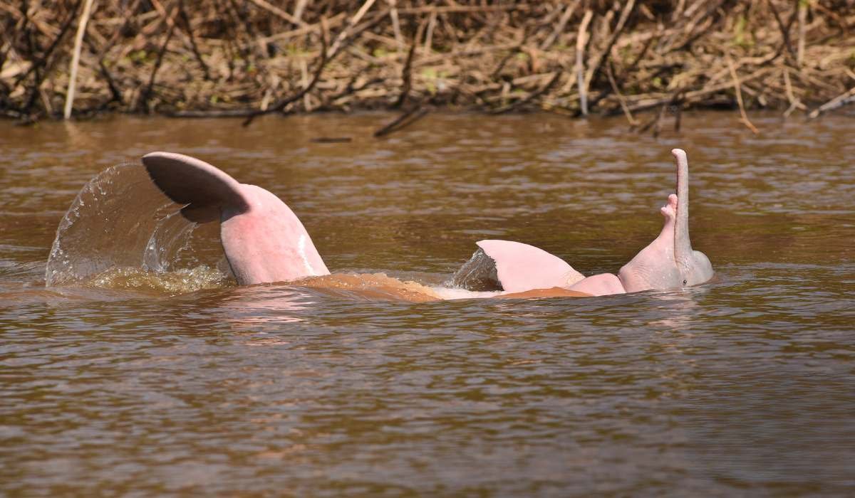 Estas son las imágenes premiadas por su aporte a la conservación y protección de la biodiversidad