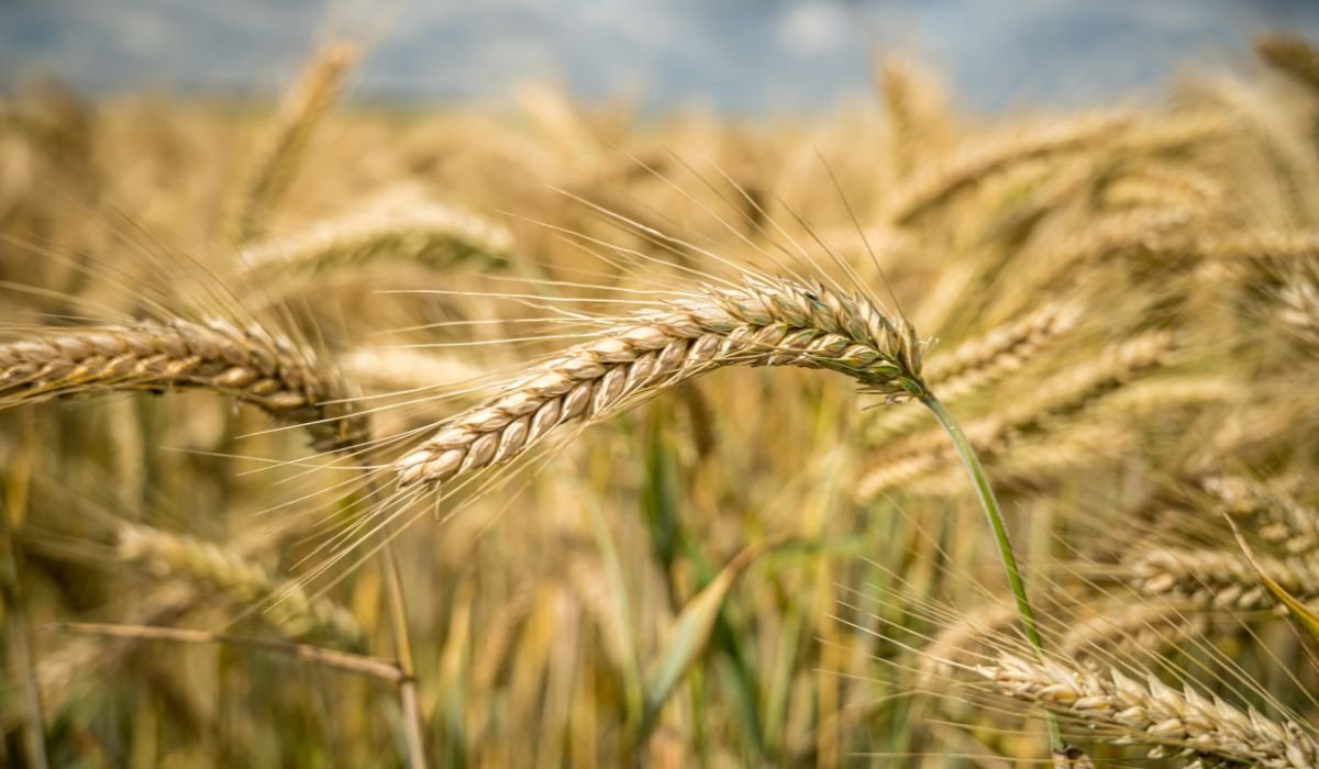 Un trigo que produce su propio fertilizante