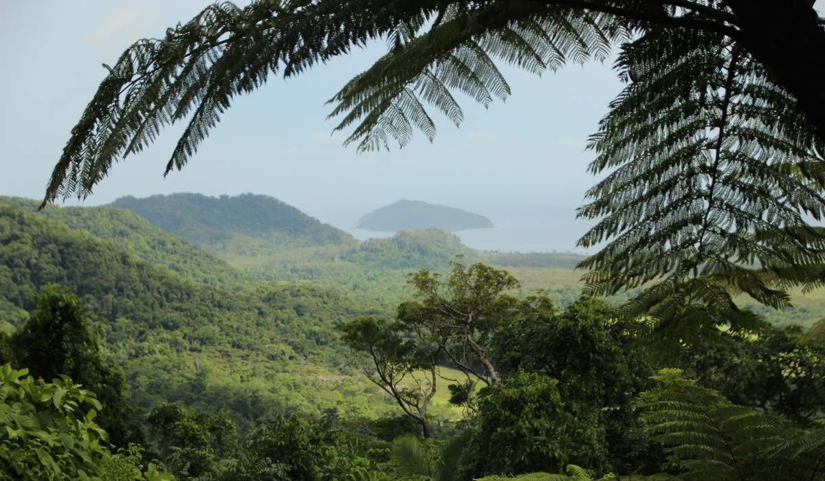 391 millones de hectáreas de bosques tropicales están en peligro en el mundo