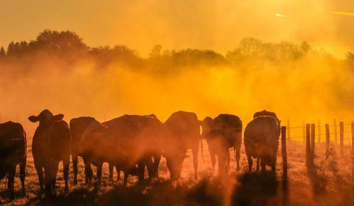 Avanza el cambio climático, 2025 será el segundo o tercer año más cálido jamás registrado