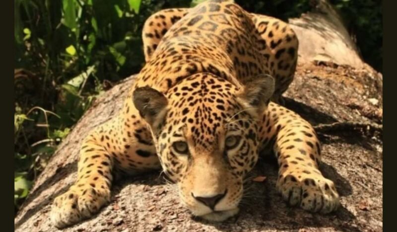 Ambue Ari le dice adiós a su reina Amira