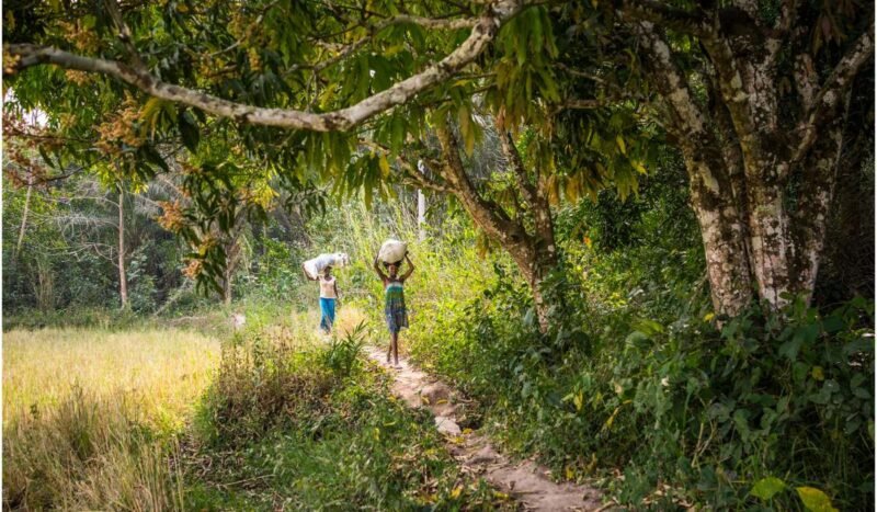 Bosques y economía: la riqueza natural que sostiene al mundo, pero está en riesgo y mantiene una deuda laboral