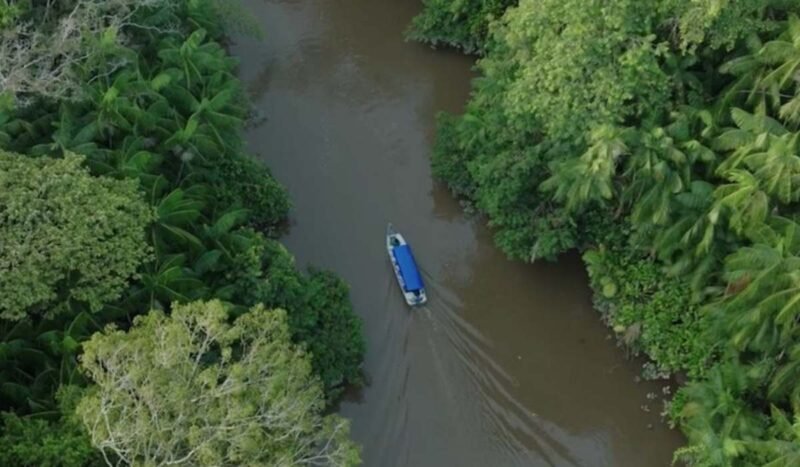 Sudamérica registró la mayor pérdida de bosques del planeta en la última década