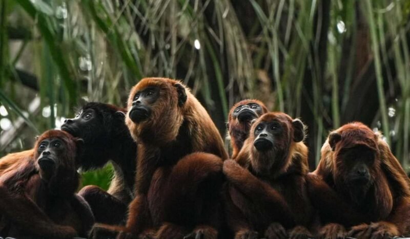 Del tráfico a la Tribu: los monos que aprendieron a vivir otra vez en la selva