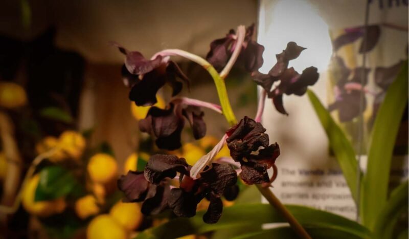 La misteriosa “Orquídea Negra” deslumbra en Santa Cruz y anticipa la VI Exposición Internacional de Orquídeas de Bolivia