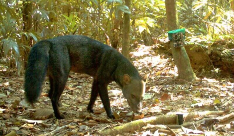 Bolivia: reúnen por primera vez más de 4000 fotos del perro fantasma, el cánido más huidizo de la Amazonía
