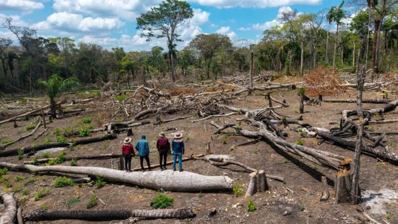 Amazonía Traficada: nace VISTA, la herramienta que revela el asedio y la deforestación en tierras indígenas de Bolivia