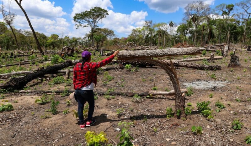 Más de 9 mil hectáreas de tala ilegal: la maquinaria del desmonte que combina permisos estatales y tráfico de tierras en territorio indígena de Bolivia