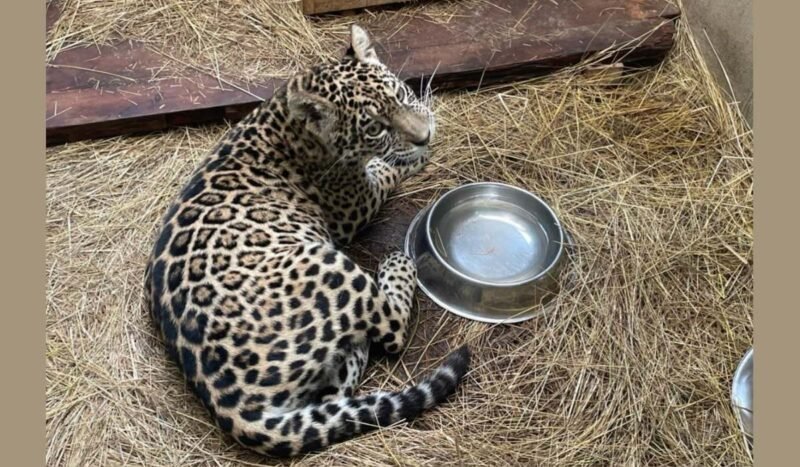 Shiva llegó a La Paz, pero aún debe ganar la batalla por su recuperación