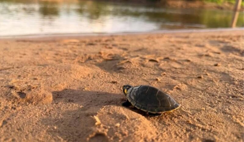 2.000 petitas son liberadas en el Maniqui tras casi un año de trabajo para conservar la especie