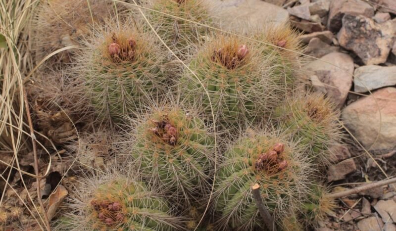 Un cactus único en el mundo confirma la riqueza natural del Kaa-Iya