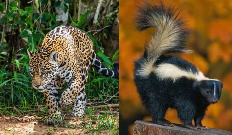Ocho especies, un solo campeón: arranca la Liga Silvestre para acercar la biodiversidad a la ciudadanía