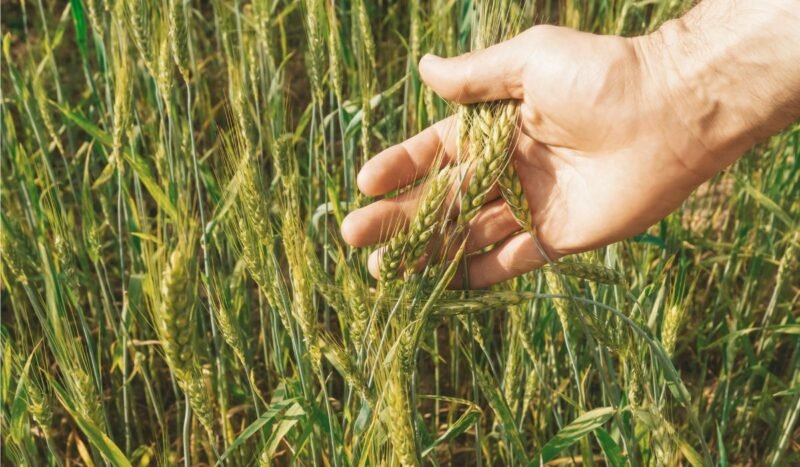 Un Día Nacional del Trigo para fortalecer la producción nacional que hoy cubre solo el 11% del consumo