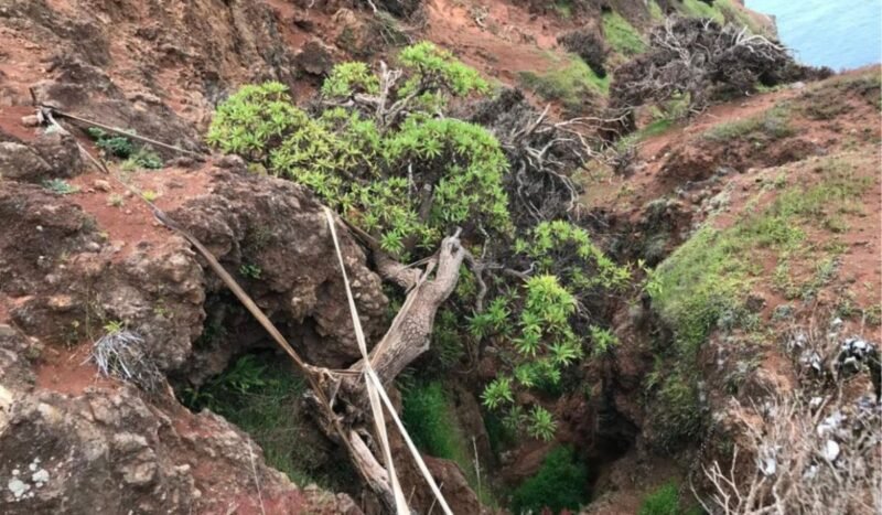En Chile reproducen semillas para conservar al último árbol silvestre de su especie