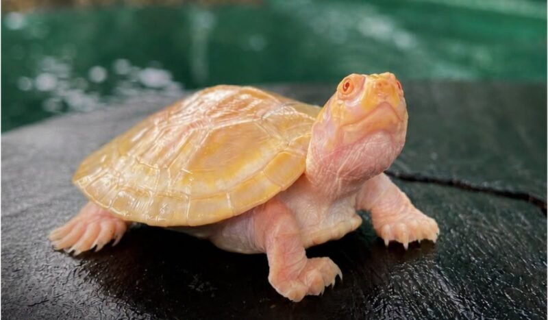 Una pequeña peta de río albina nace en Manuripi y vuelve a sorprender con una rareza de la naturaleza