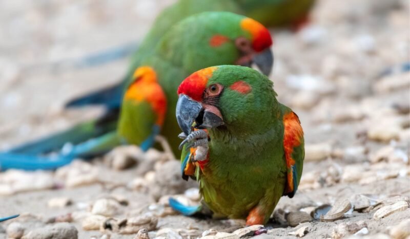 Asociación Armonía: tres décadas de ciencia y alianzas para evitar la extinción de aves en Bolivia