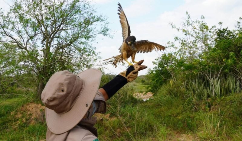 Cinco animales silvestres retornan a su hábitat natural