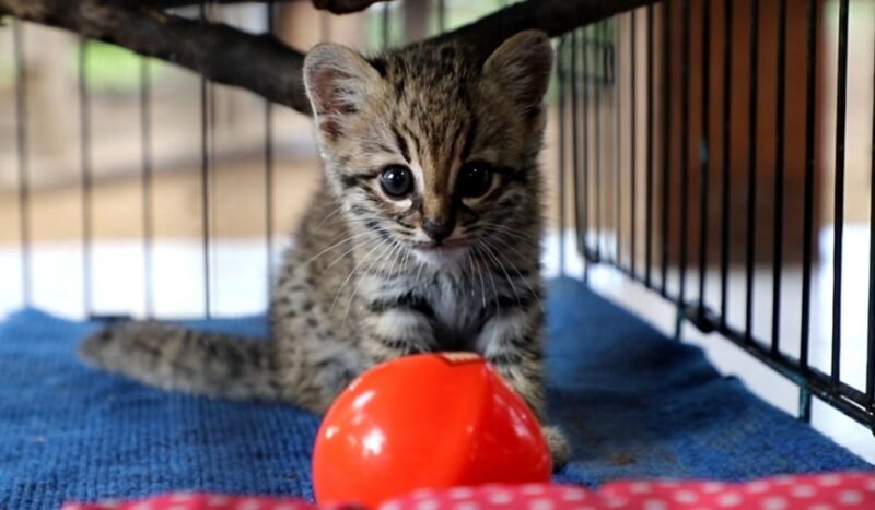 Un gatito montés fue rescatado en Pailón y recibe atención especializada en el CAD