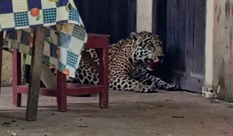 Jaguar fue abatido en una vivienda de Guayaramerín: ¿qué hacer y a quién acudir ante la presencia de fauna silvestre?
