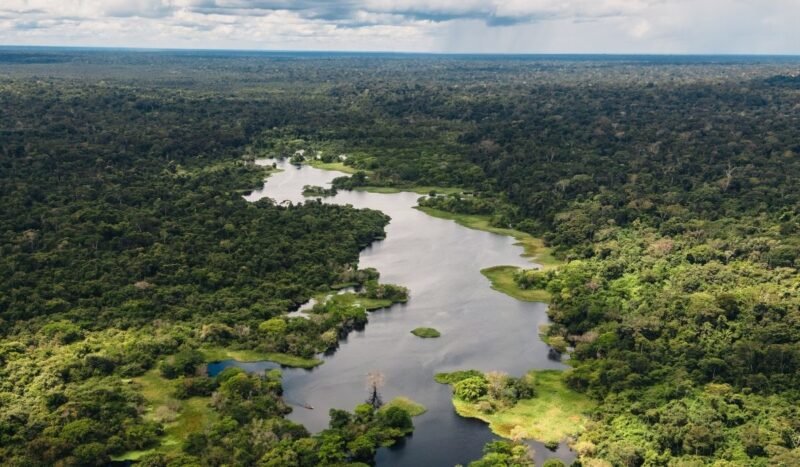 Pando Verde llega a la final de Superhéroes del BID con un modelo productivo que conserva el bosque y genera ingresos