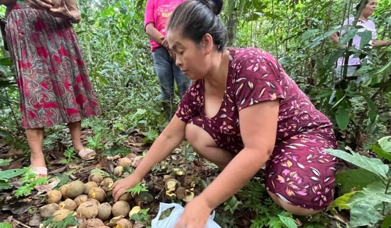 Del bosque al laboratorio: el aceite de piquí abre oportunidades para las comunidades amazónicas de Pando