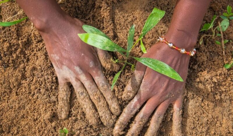 La degradación de la tierra le cuesta al mundo casi un billón de dólares al año