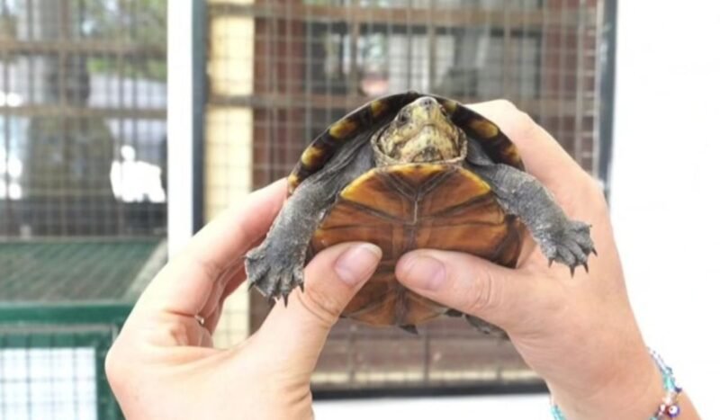 Rescatan 40 animales silvestres durante operativo contra el tráfico de fauna en El Torno