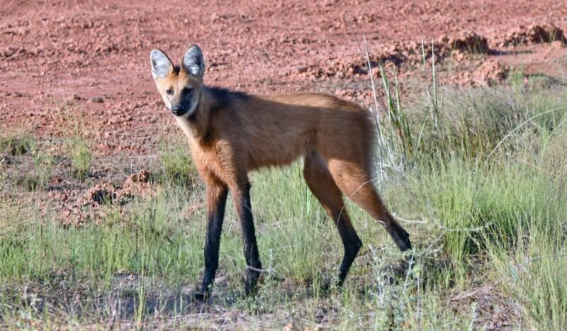 Un borochi cruza la carretera en Riberalta y deja una nueva evidencia de la presencia de esta especie