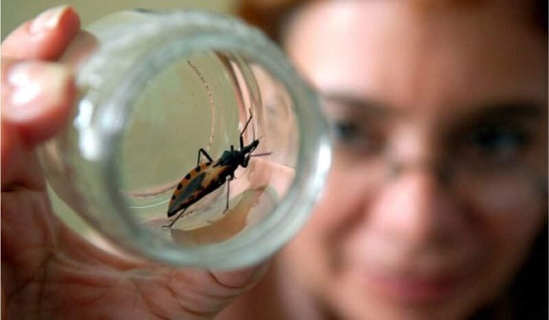Un estudio en Bolivia identifica una alternativa más corta para tratar el Chagas