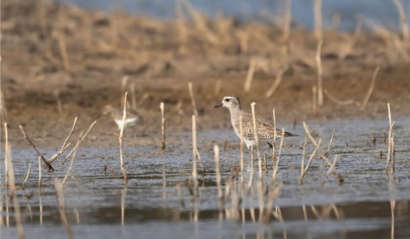 De los flamencos a la paraba frente roja: más de 700.000 hectáreas protegidas para conservar las aves en Bolivia