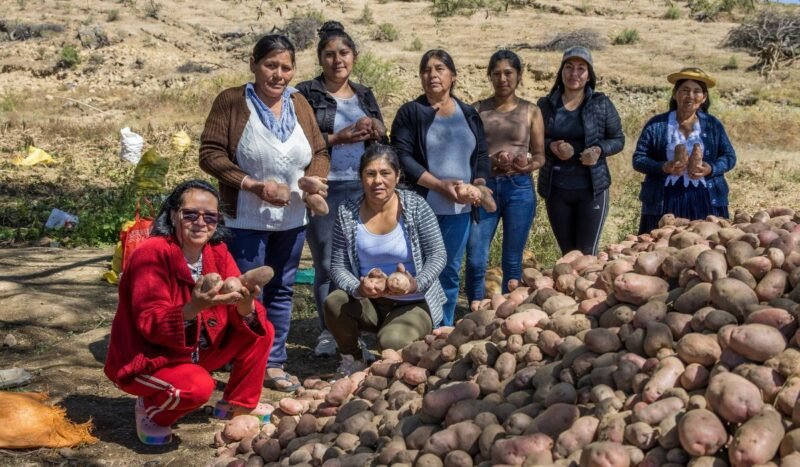 Innovatech Latam: Cooltiva gana el Premio de Impacto en Mujeres por su trabajo con productoras rurales