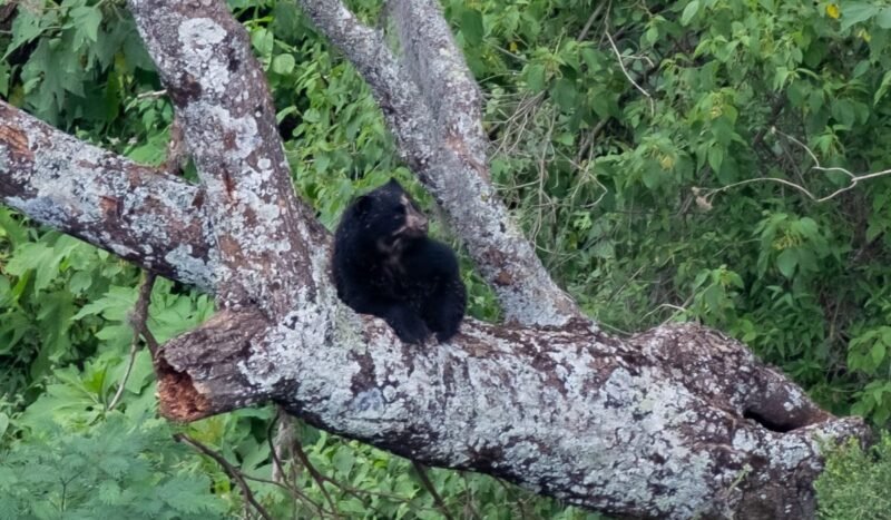 Exigen justicia por el biocidio de un jucumari en El Palmar, donde la población de esta especie es reducida y vulnerable