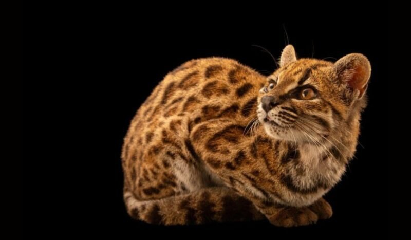 El tilcayo boliviano se suma a Photo Ark, el gran archivo mundial de la fauna
