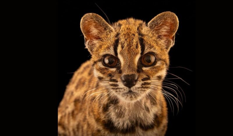 El Leopardus tilcayo, el primer felino descubierto en más de cien años, está en Bolivia