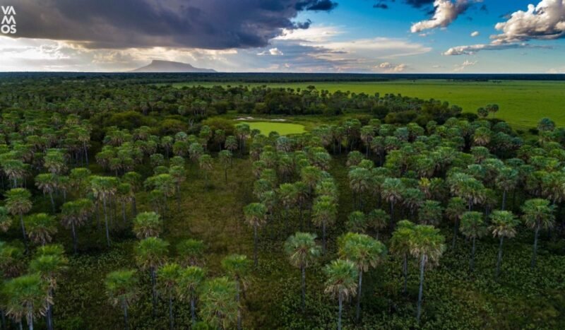 De Tucabaca al Kaa-Iya: Bolivia busca convertir el valor de sus bosques en financiamiento para conservarlos