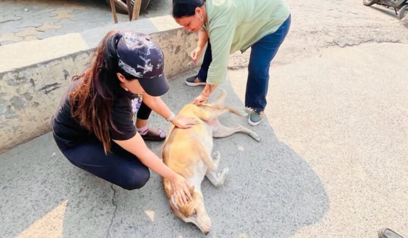 Chile es el primer país de América del Sur en eliminar la rabia transmitida por perros