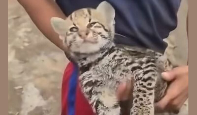 “No es tilcayo”: video viral de un ocelote preocupa por normalizar el mascotismo de animales silvestres