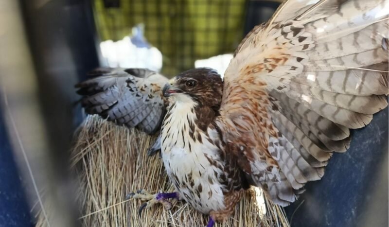 Liberan a un aguilucho de garganta blanca en el Bosquecillo de Pura Pura