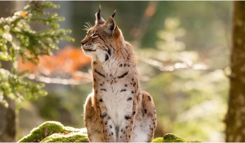 Las metas para 2030 siguen lejos: la protección de la naturaleza avanza, pero no alcanza para frenar su destrucción